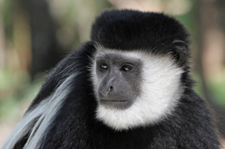 Easter Colobus